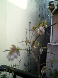 ブルーベリーの花