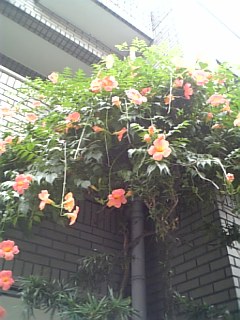 近所の素敵な花